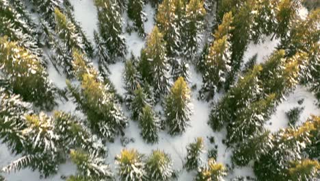 Backcountry-off-piste-snowy-mountain-tree-forest,-aerial-top-down-view