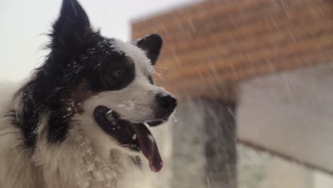 Flauschiger-Süßer-Hund-Im-Freien,-Der-Während-Des-Schneesturms-Glücklich-Im-Schnee-Spielt