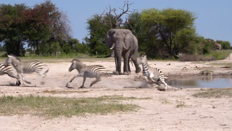 Zebras-Laufen-Einem-Riesigen-Elefantenbullen-Davon