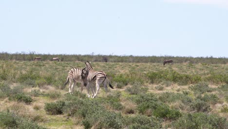 Amazing-play-between-two-zebras