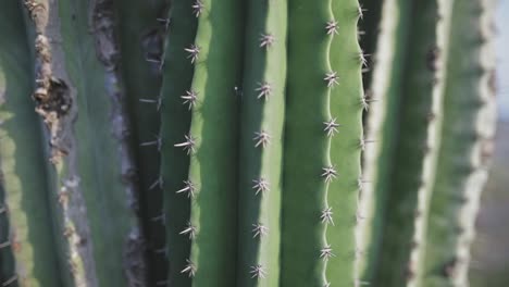 Espina-Dorsal-Y-Espinas-De-Cactus,-Primer-Plano-De-La-Planta-Del-Desierto,-Acercamiento