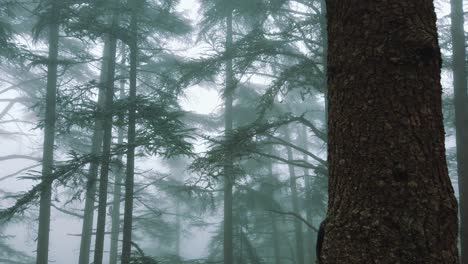 Big-cedrus-trees-inside-forest-,foggy-weather,-in-atlas-mountains,-in-CHREA-national-park---algeria-