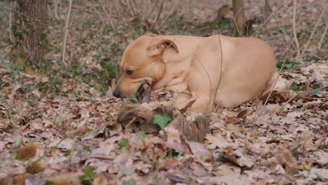 Brown-Domestic-Dog-Playing-And-Biting-On-Piece-Of-Wood-On-Forest-Ground-With-Fallen-Dried-Leaves