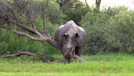 Amazing-white-rhino-rubbing-against-a-dead-tree