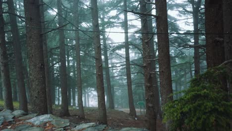Close-up-view-of-Cedrus-trees-in-foggy-weather,-in-atlas-mountains---chrea-national-park