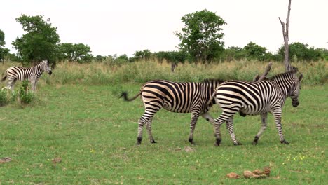 Two-zebra-playing-together-in-Botswana