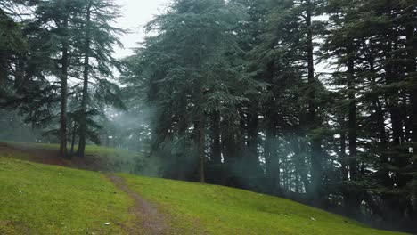 Beautiful-view-of-forest-full-of-cedar-trees-and-green-grass-,-winter-season-,in-chrea-national-park---algeria-