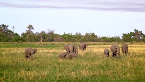 Elephant's-family-enjoying-the-African-sunrise