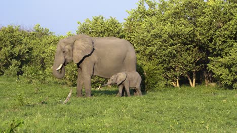 Elefantenbaby-Säugt-Vor-Der-Kamera
