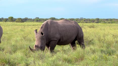 Rinoceronte-Blanco-Alimentándose-Frente-A-La-Cámara-Bajo-Una-Luz-Increíble