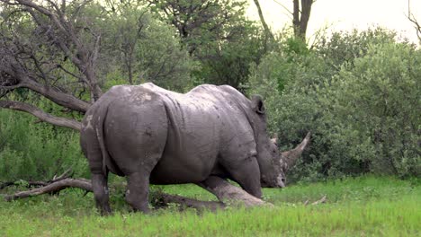 Increíble-Rinoceronte-Blanco-Recibiendo-Un-Buen-Rasguño