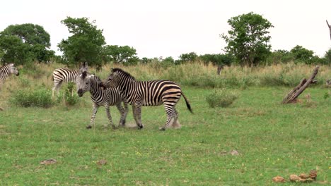 Zwei-Zebras,-Die-Zusammen-In-Einer-Erstaunlichen-Okavengo-Landschaft-Spielen