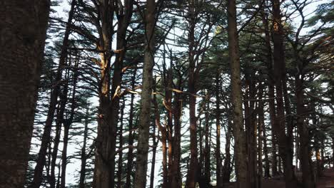 slow-motion-of-Cedrus-trees-in-forest,-in-chrea-national-park---algeria