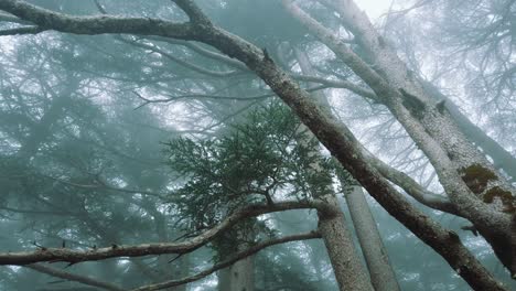 Bosque-Lleno-De-árboles-De-Cedro-Alrededor,-En-Tiempo-De-Niebla,-Temporada-De-Invierno,-En-El-Parque-Nacional-De-Chrea---Argelia