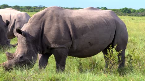 Close-up-of-a-white-rhino-feeding-in-Botswana