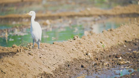 Egret-In-A-Field-Looking-For-Food