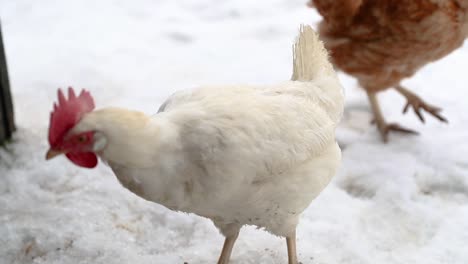 Hühner-Laufen-Im-Winter-In-Zeitlupe