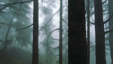 Slow-motion-view-of-foggy-forest-,-and-cedrus-trees-around-,-in-atlas-mountains-,-algeria---chrea-national-park