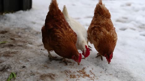 Chickens-Eating-Chicken-Feed-In-The-Winter-In-Slow-Motion