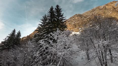 Schneebereifte-Bäume-In-Der-Winterwaldnaturlandschaft,-Niedriger-Winkel