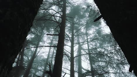 Big-cedrus-trees-inside-forest-,foggy-weather,-in-atlas-mountains,-in-CHREA-national-park---algeria-