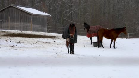 Horse-Walking-Towards-Camera-In-The-Winter-In-4K