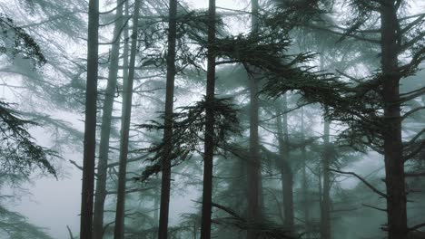 View-from-top-to-bottom-of-Big-cedrus-trees-inside-forest-,foggy-weather-,-in-atlas-mountains,-in-chrea-national-park---algeria