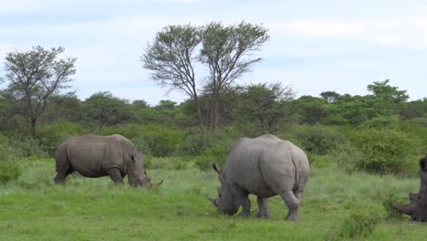 Rhino's-family-feeding-on-the-green-grass-of-Botswana