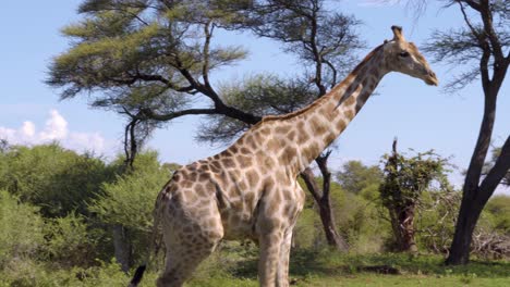 Giraffe,-Die-Vor-Der-Kamera-Erscheint
