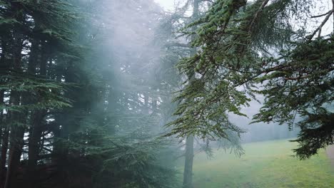 Close-up-of-cedrus-trees-inside-forest-,foggy-weather-,-in-atlas-mountains,-in-chrea-national-park---algeria