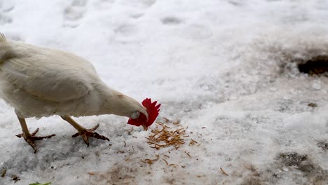 Pollo-Corriendo-A-La-Alimentación-De-Pollo-En-El-Invierno-En-Cámara-Lenta