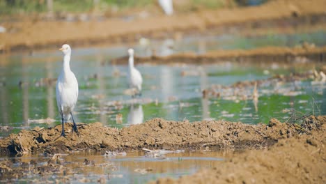 Egrets-Looking-for-Food-In-A-Water-Field