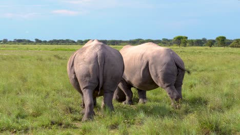 Dos-Rinocerontes-Alimentándose-Bajo-Un-Cielo-Azul-Africano