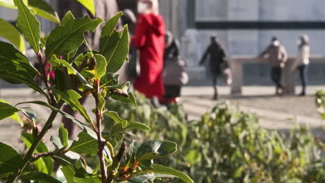Close-Up-Of-A-Bay-Laurel-Plant-Growing-In-The-City-With-People-Walking-In-Blurry-Background-On-A-Sunny-Winter-Day