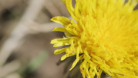 Yellow-Dandelion-Flower-Blossom-During-Summer-In-Blurry-Backyard-Garden