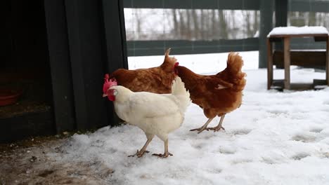 Chickens-Walking-Together-In-The-Winter-In-Slow-Motion