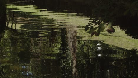 Reflexionen-über-Einen-Teich-In-Einem-Park
