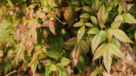 Sacred-bamboo---Nandina-Domestica-Thunb-Plant-With-Green-And-Red-Leaves-Moving-With-The-Wind-On-A-Sunny-Day---Close-up-static-shot