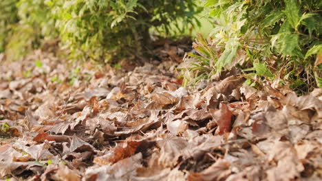Fallen-Dry-Leaves-In-The-Garden-With-Green-Plants-Of-Osmanthus-Heterophyllus-In-Background-During-Autumn---slider-right-shot