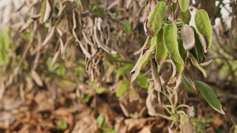Dry-And-Green-Leaves-Of-The-Salvia-Officinalis-Plant-In-The-Garden-During-Late-Winter---close-up,-selective-focus-shot