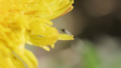 Fliegendes-Insekt-Speist-Auf-Einer-Gelben-Löwenzahnblume-Während-Eines-Sonnigen-Tages-Im-Bokeh-hintergrund