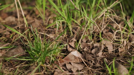 Green-Grass-Among-Dry-Leaves-Fallen-From-The-Trees-In-The-Garden-During-Autumn---Static,-close-up-shot