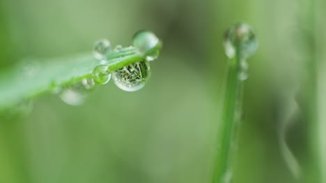 Morning-Dew-On-Tip-Of-Green-Leaves-With-Reflections-In-The-Meadow-At-Winter