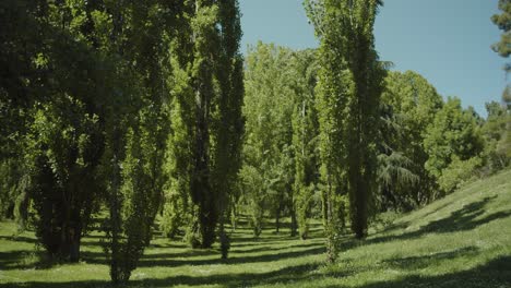 árboles-En-Un-Parque-En-Un-Día-Soleado