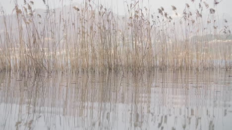 Reeds-Swaying-In-The-Wind-With-Reflection-On-Lake-Water-During-A-Sunny-Day---Medium-static-shot