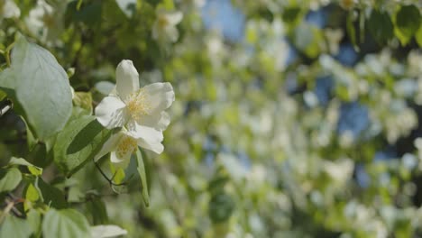 Weiße-Blume-In-Einem-Park-An-Einem-Sonnigen-Tag
