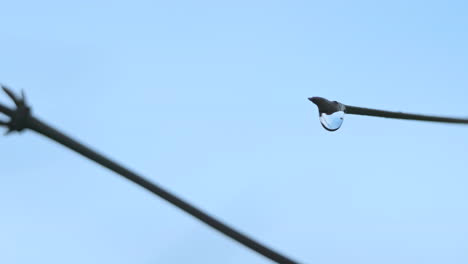 Waterdrop-On-Tip-Of-Twig-With-Blue-Sky-In-The-Background