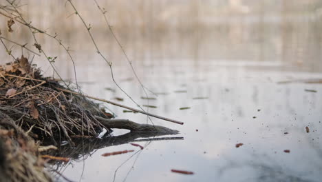 Pond-Bank-With-Scrub-Branches-And-Dry-Leaves-Near-Calm-Water-On-A-Late-Winter-Morning---static-shot