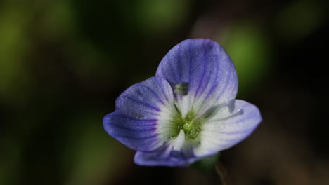 Blühende-Violette-Blume-An-Einer-Sonnigen-Morgenbrise-Isoliert-Im-Bokeh-Hintergrund