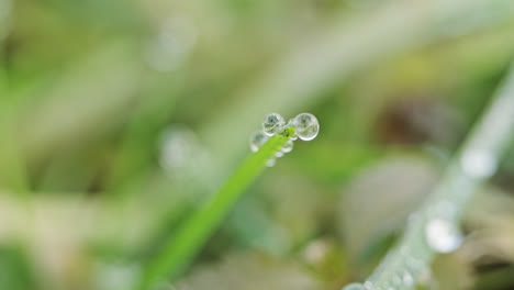 Tip-Of-Green-Grass-With-Waterdrops-By-Morning-Dew-In-Winter